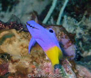 Fairy Basslets are a challenge! by Lisa Hinderlider 